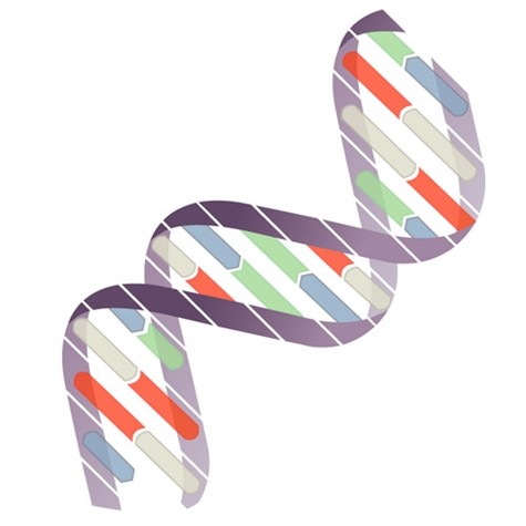 ADN giải mã những điều được coi là bí mật. Ảnh minh họa